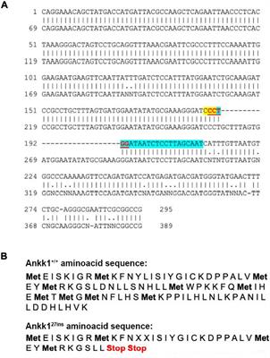 Ankk1 Loss of Function Disrupts Dopaminergic Pathways in Zebrafish